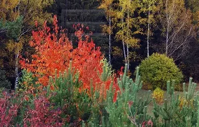 Лечебный парк