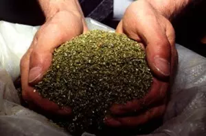 У кисловодчанки изъяли марихуану У кисловодчанки изъяли марихуану