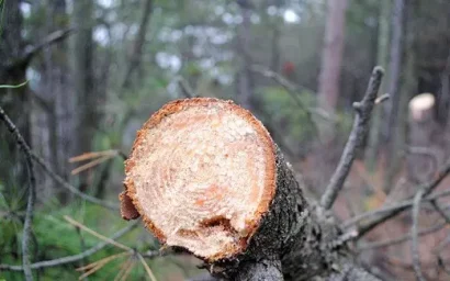 Прокуратурой направлен материал для решения вопроса об уголовном преследовании должностных лиц администрации города-курорта Кисловодска
