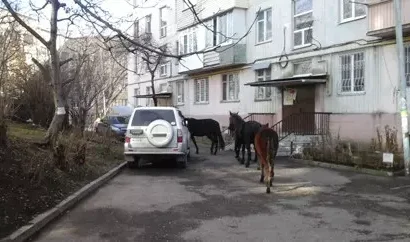 Занесите в протокол: во дворах пасутся ко…