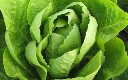 В КИСЛОВОДСКЕ ПОЯВИТСЯ ТЕПЛИЧНЫЙ КОМПЛЕКС