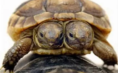 ГЛАВНОЕ — ВСЕНАРОДНЫХ ВЫБОРОВ ГЛАВЫ НЕ ПРЕДВИДИТСЯ