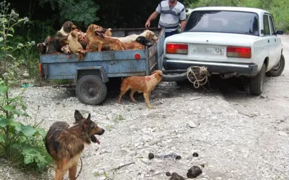 РЕПОРТАЖ ИЗ СОБАЧЬЕГО АДА