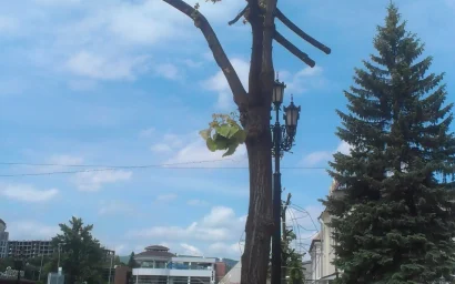 «ЗДЕСЬ ТАК ХОРОШО, ПОД ЛИПАМИ» В 2016-м НЕ БУДЕТ