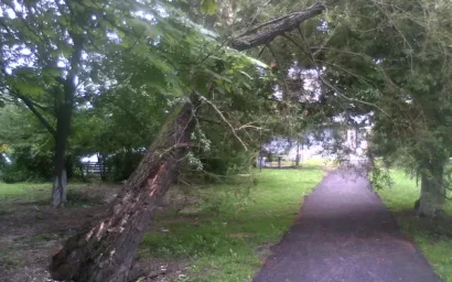 КТО СНЕСЕТ АВАРИЙНОЕ ДЕРЕВО?