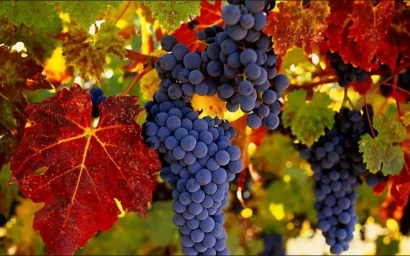 ДОБРО ПОЖАЛОВАТЬ НА ДЕНЬ МОЛОДОГО ВИНА