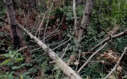 В КИСЛОВОДСКЕ РАЗРАБАТЫВАЮТ МЕРЫ ПО СОХРАНЕНИЮ ГОРОДСКИХ ЛЕСОВ