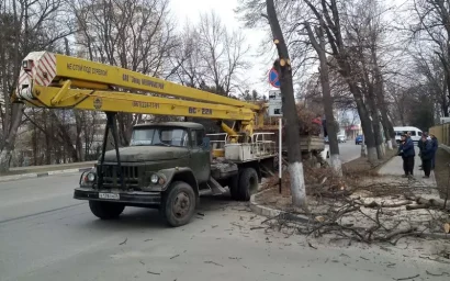 90 КРУПНОМЕРНЫХ САЖЕНЦЕВ ЛИПЫ ВЫСАДЯТ НА ПРОСПЕКТЕ ПОБЕДЫ