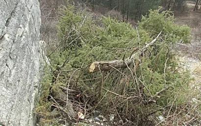 ОПЯТЬ ПИЛЯТ!