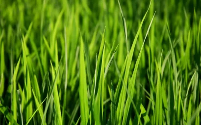 17 МАРТА СТАРТУЕТ ГОРОДСКАЯ АКЦИЯ «ЗЕЛЁНОЕ ОЖЕРЕЛЬЕ КИСЛОВОДСКА»