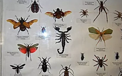 ЭКЗОТИЧЕСКАЯ КОЛЛЕКЦИЯ В МУЗЕЕ «КРЕПОСТЬ»