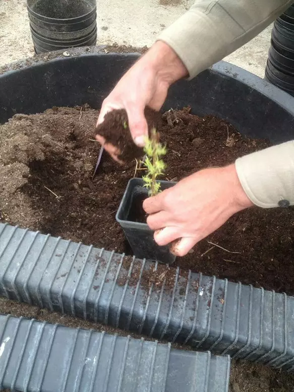 БОЛЕЕ ПОЛУСОТНИ МАЛЕНЬКИХ ХВОЙНЫХ САЖЕНЦЕВ ПРИЕХАЛИ В КИСЛОВОДСК