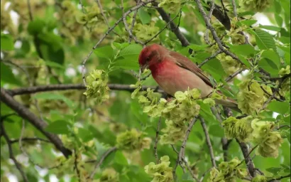 ПРИРОДНЫЕ СОКРОВИЩА НАШЕГО ПАРКА. КРАСАВИЦА-ЧЕЧЕВИЦА