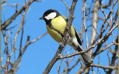 «СИНИЧКИ — КУРОРТНИКОВ ЛЮБИМЫЕ ПТИЧКИ»