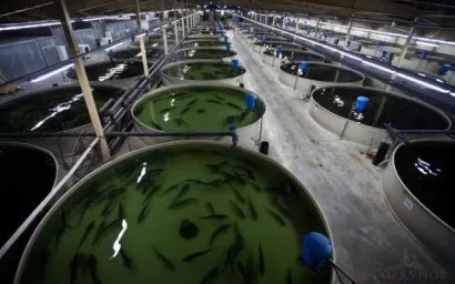 НА СТАВРОПОЛЬЕ ПОСТРОЮТ ЗАВОД ПО РАЗВЕДЕНИЮ ОСЕТРОВ И ЛОСОСЕЙ