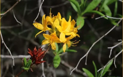 СОКРОВИЩА НАШЕГО ПАРКА. РОДОДЕНДРОН ЖЕЛТЫЙ