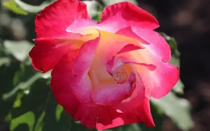 ЦАРСКАЯ ОСОБА «DOUBLE DELIGHT» — НОВОЕ УКРАШЕНИЕ ДОЛИНЫ РОЗ