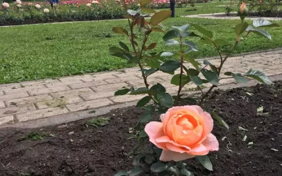 РОЗЫ ДОНЕЦКА: ДОБРОСОСЕДСКИМ ОТНОШЕНИЯМ БЫТЬ