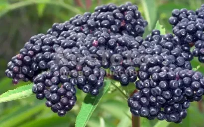 Дендрофлора нацпака. БУЗИНА ЧЕРНАЯ