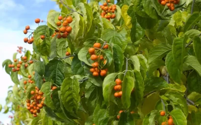 Дендрофлора нацпарка. ДРЕВОГУБЕЦ КАНАДСКИЙ