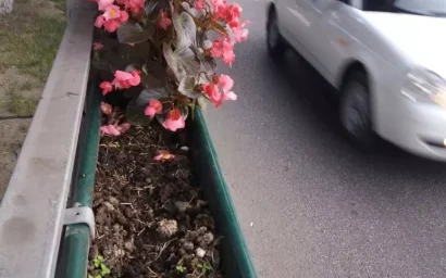 КИСЛОВОДСКИЕ ЖИТЕЛИ ВОРУЮТ ЦВЕТЫ У ГОРОДА. ПОЗВОНИТЕ В ПОЛИЦИЮ!