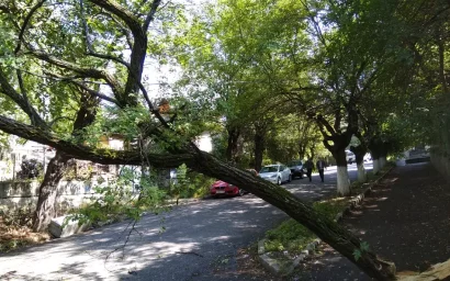 ОКОЛО СЭС ВЕТКА УПАЛА НА ПРОВОДА