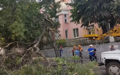 НА ОЖИВЛЕННОМ ПЕРЕКРЕСТКЕ УПАЛО ДЕРЕВО