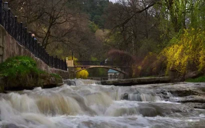 КАПРИЗЫ ОЛЬХОВКИ