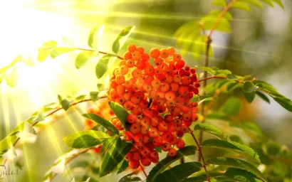 Геннадий ГУЗЕНКО. «Гроздь   рябины»