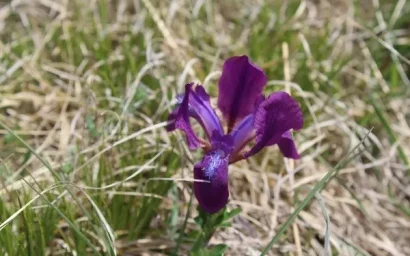 ИРИС ИЛИ КАСАТИК?