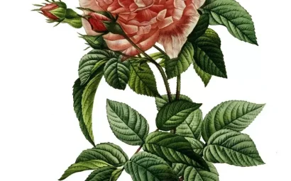 БОТАНИЧЕСКИЕ РИСУНКИ ПЬЕРА-ЖОЗЕФА РЕДУТЕ