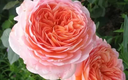 ЗНАКОМЬТЕСЬ: «АБРАХАМ ДЕРБИ»