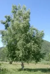 Азбука дендрофлоры. БЕРЕЗА БОРОДАВЧАТАЯ