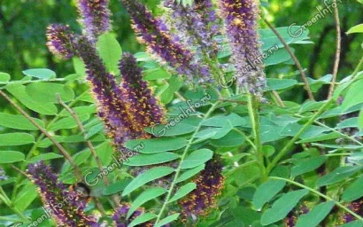 Азбука дендрофлоры. АМОРФА КУСТАРНИКОВАЯ