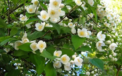 Дендрофлора нацпарка. ЖАСМИН