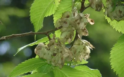 Дендрофлора нацпарка. ВЯЗ