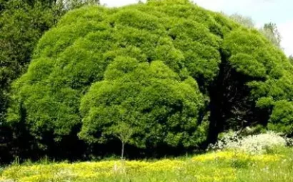 Дендрофлора нацпарка. ИВА