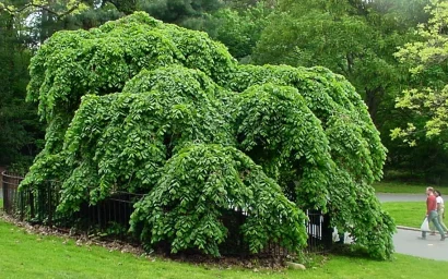 Дендрофлора нацпарка. ИЛЬМ