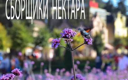 Юрий ЖВАНКО. БАБОЧКИ КОЛИБРИ НА КУРОРТНОМ БУЛЬВАРЕ.