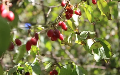 ДЕНДРОФЛОРА ПАРКА. КИЗИЛ