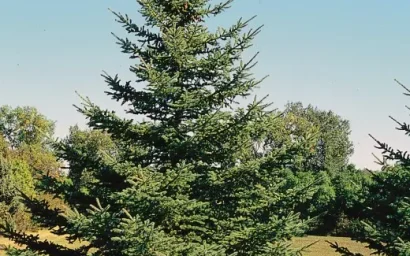 Дендрофлора нацпарка. ЕЛЬ