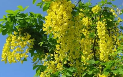 АЗБУКА ДЕНДРОФЛОРЫ. АКАЦИЯ ЖЕЛТАЯ ПЛАКУЧАЯ