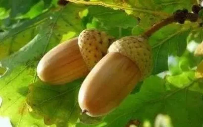 Дендрофлора нацпарка. ДУБ