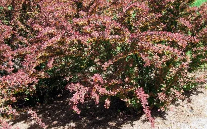 Азбука дендрофлоры. БАРБАРИС