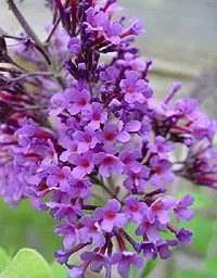 Дендрофлора нацпарка. БУДДЛЕЯ ДАВИДА