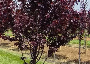 Азбука дендрофлоры. АЛЫЧА