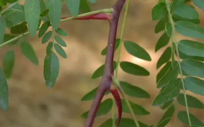 Дендрофлора нацпарка. ГЛЕДИЧИЯ ТРЕХКОЛЮЧКОВАЯ