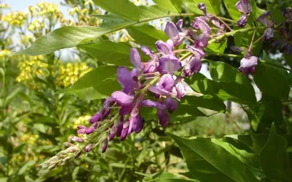 Дендрофлора нацпарка. ГЛИЦИНИЯ КИТАЙСКАЯ (ВИСТАРИЯ)