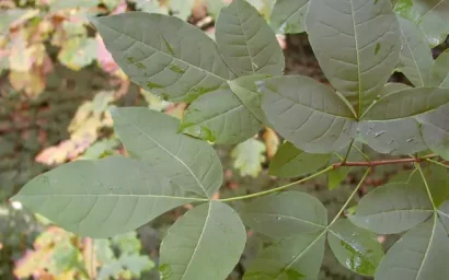 Дендрофлора нацпарка. ВЯЗОВИК-ПТЕЛЕЯ