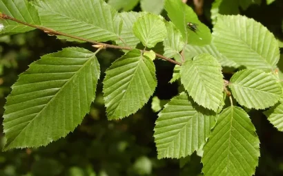 Дендрофлора нацпарка. ГРАБ ОБЫКНОВЕННЫЙ